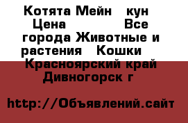 Котята Мейн - кун › Цена ­ 19 000 - Все города Животные и растения » Кошки   . Красноярский край,Дивногорск г.